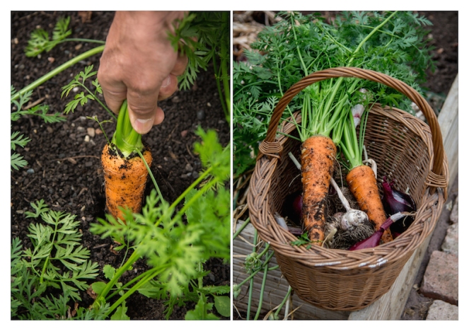 Fresh Garden Carrots