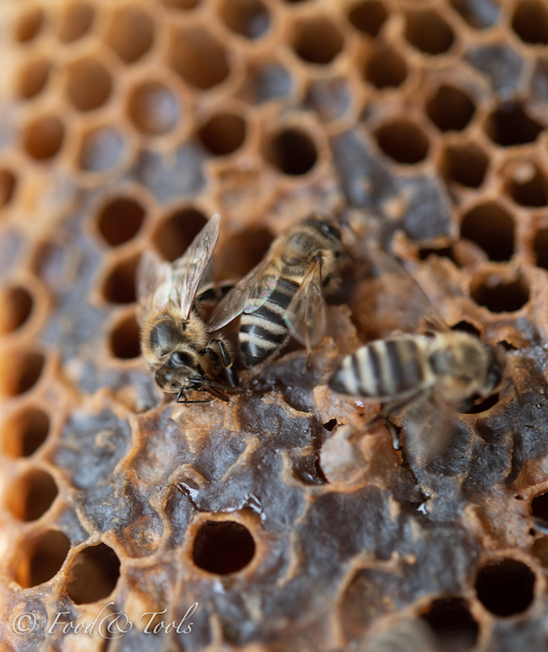 honey bees-0942